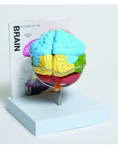 United Scientific Supply Human Brain Model, 8-Part; USS-MABR08